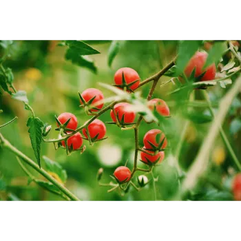 Red Tomato Plant